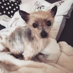 Felix - @sir_felix_yorkshire - Instagram