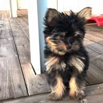 Felix The Yorkiepom - @felix.the.yorkiepom - Instagram