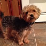 @felix_yorkipoo - Instagram