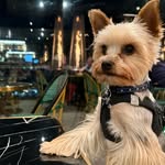 Yorkshire Felix - @yorkie__felixdog - Instagram