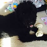 Felton Wright Ayette - @fluffyfelton - Instagram