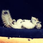 #سنجاب ایران۳🐿🇮🇷sanjabeiran3 - @fenghelii3 - Instagram