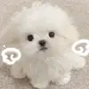 芝芝 - @fennyliu488 - TikTok