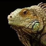 ferdinand the lizard - @ferdzdalizard - Instagram