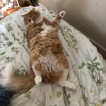 Ferdinand The Young Lion - @princessfirdy - Instagram