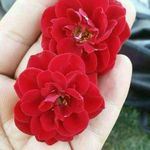 fereshte azm - @fereshteh_azimi_ - Instagram