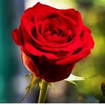 fereshteh hamidi - @fereshteh_hamidi_4479 - Instagram