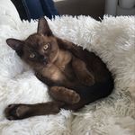 @baxter.and.fergusson_burmese - Instagram