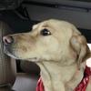 Baxter - @baxter.fergus.maclean - TikTok