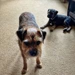 Coshoskie - @baxter_and_fergus - Instagram