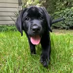 Fergus - @fergus.the.black.lab - Instagram