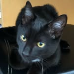 Fergus - @fergus_the_black_cat - Instagram