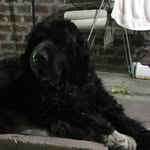 FERGUS - @fergusblackdog - Instagram