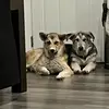 Shannon Maloney - @brady_and_fergus - TikTok