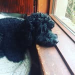 Fergus Cameron - @fergus_the_doggo - Instagram
