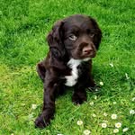 Fergus - @fergus_carroll22 - Instagram