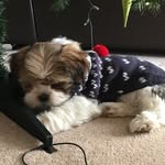 fergie the lhasa 🐶 - @fergusdavidsonstewart - Instagram