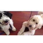 Fergus and Chloe Davidson - @fergusandchloe - Instagram
