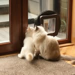 Fergus_Dillon_Ragdolls - @fergus_dillon_ragdolls - Instagram