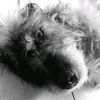 DogFergusDoyle - @dogfergusdoyle - TikTok