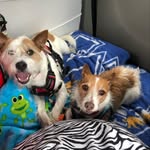 Scout and Fergus Graham - @scoutandfergus - Instagram
