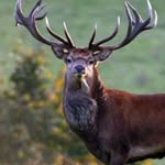 Fergus Hunter - @fergus_hunter01 - Instagram