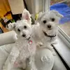 Jackson & Fergus - @jacksonandfergus - TikTok