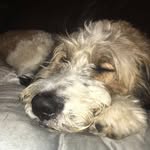 fergus - @fergus_king_dog - Instagram