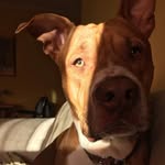 Fergus - @fergus_kingofhell - Instagram