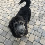 Fergus King - @fergalicioustheboy - Instagram