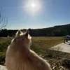 King Fergus 👑 - @king.fergus1 - TikTok