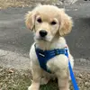 KingFergus - @kingfergusthegolden - TikTok