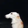 Fergus Lee - @fergus_lee - TikTok