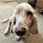 Mary Barter - @ferguslee_basset - Instagram