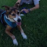 Fergus Lindsay - @fergustheblinddog - Instagram