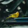 Maxwell - @maxwell.m.ferguson - TikTok
