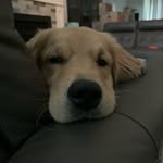 Fergus - @fergusmcgee3 - Instagram