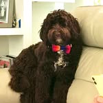 Fergus Mitchell - @fergusdoodledandy - Instagram