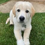 Fergus Mitchell McNamara - @gusthegoldenpyrenees - Instagram