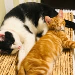 Porter - @porter_and_fergus - Instagram