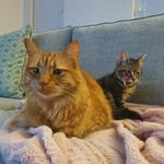 Fergus & Wallace - @fergus.and.wallace - Instagram