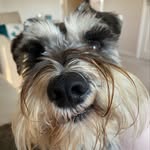 🐾Fergus Wallace🐾 - @fergus2021_ - Instagram