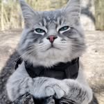 Lord Fergus le chat - @fergus.white.paw - Instagram