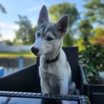 Samantha Morris - @ferguswhitehusky - Instagram