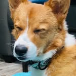 Fergus Young - @weefergus_thecorgi - Instagram
