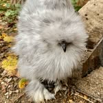 Ferguson Hill Silkies - @ferguson_hill_silkies - Instagram