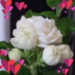 Ferial Ali - @ferial4262 - Instagram