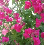 Feride Gashi - Facebook