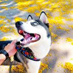 Lucky Freitas Ferlini - @luckyhuskys - Instagram