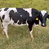 Fermin Barrera - @fermin.barrera2 - TikTok